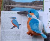 01_Eisvogel